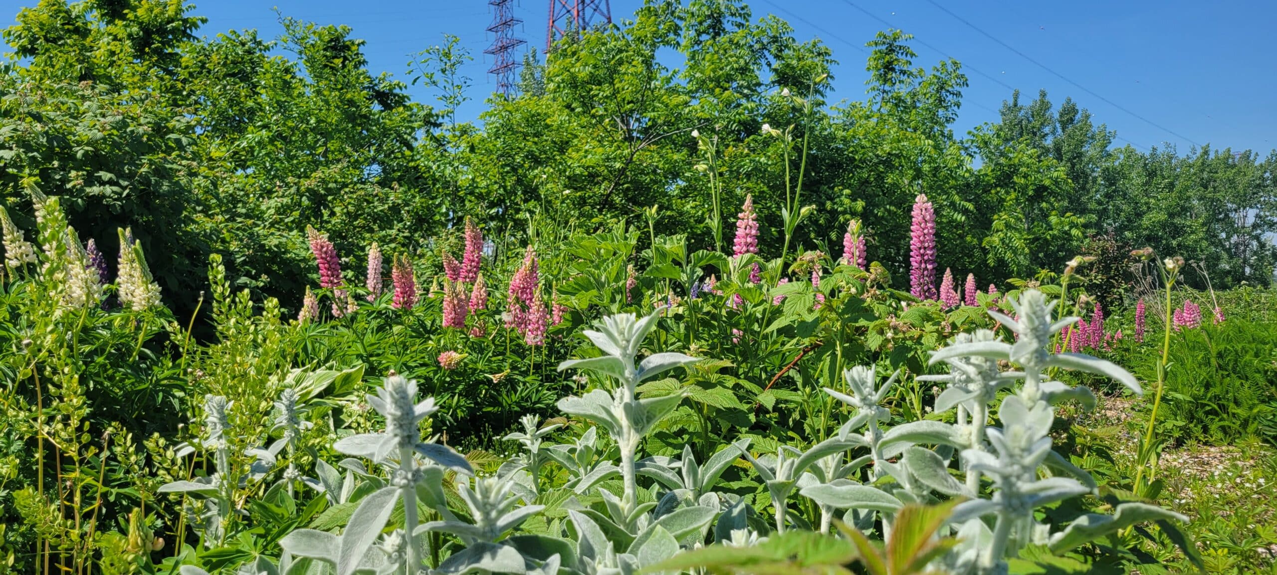 foret nourricière boréale Forêt nourricière boréale (édition numérique) – Image 6