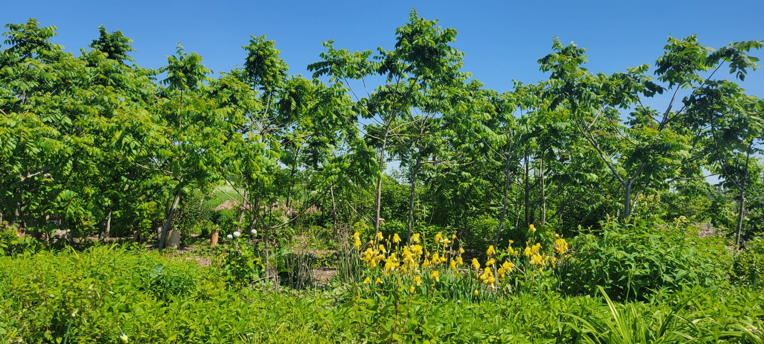 foret nourricière boréale foret-nourriciere-boucherville